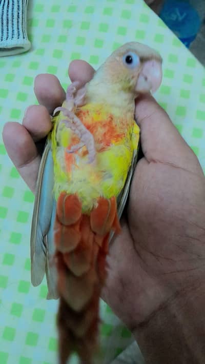 [Raw, Ringneck, Sun Conure &  Cinnamon Conure)