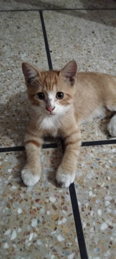 Pet for sale