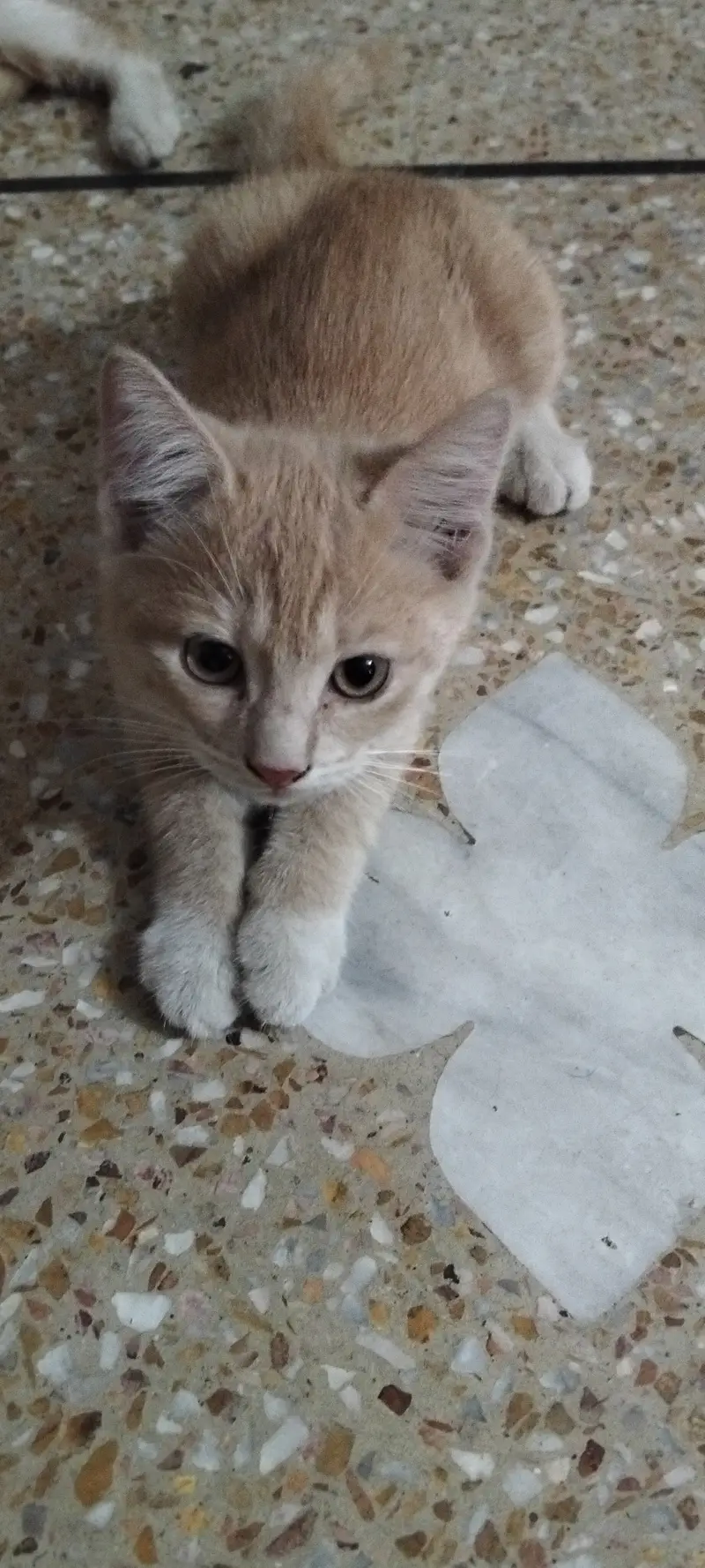 Pet for sale — photo 2