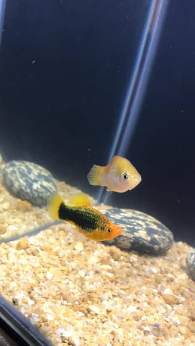 Betta male,Platy and imported Guppies