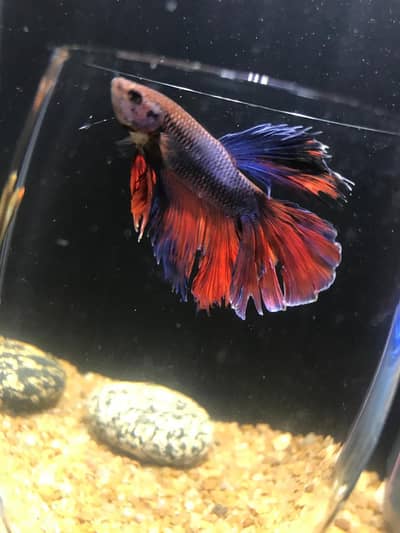 Betta male
