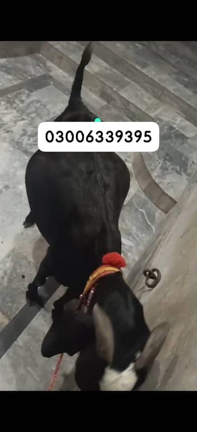 4 month 27 day ki ghban Beatle path for sale dasi dogali allahmdulillh