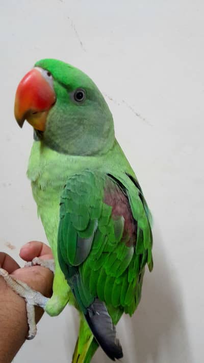 [ Raw Alexandrine ] [ Pine apple conure ] cinnamon conure