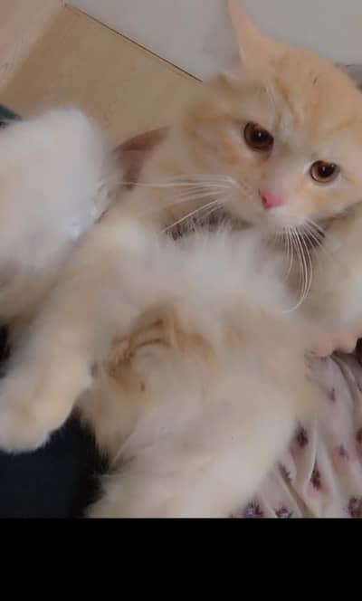Persian Cat