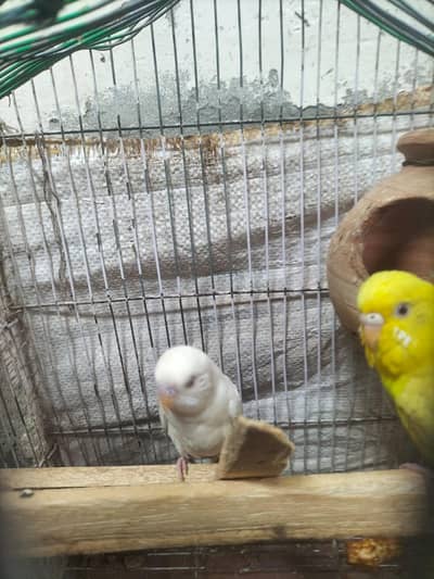 healthy and good pair breading pair