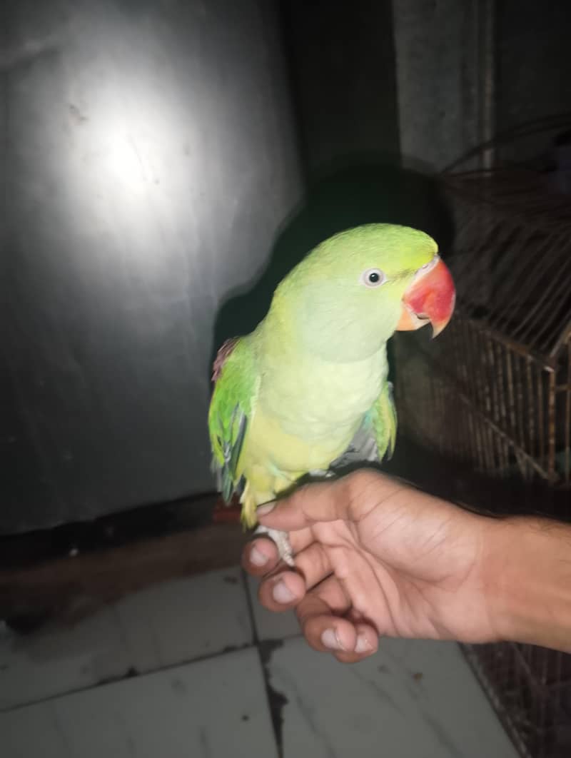 row parrot 0