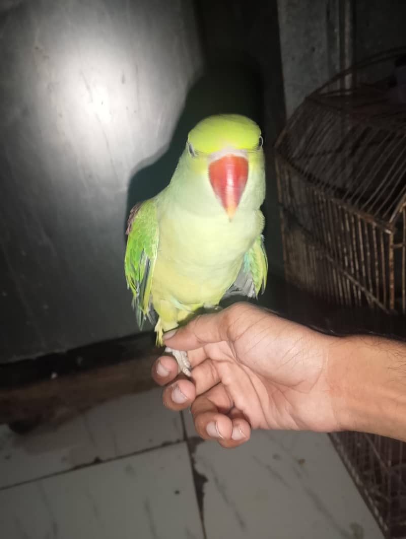 row parrot 1