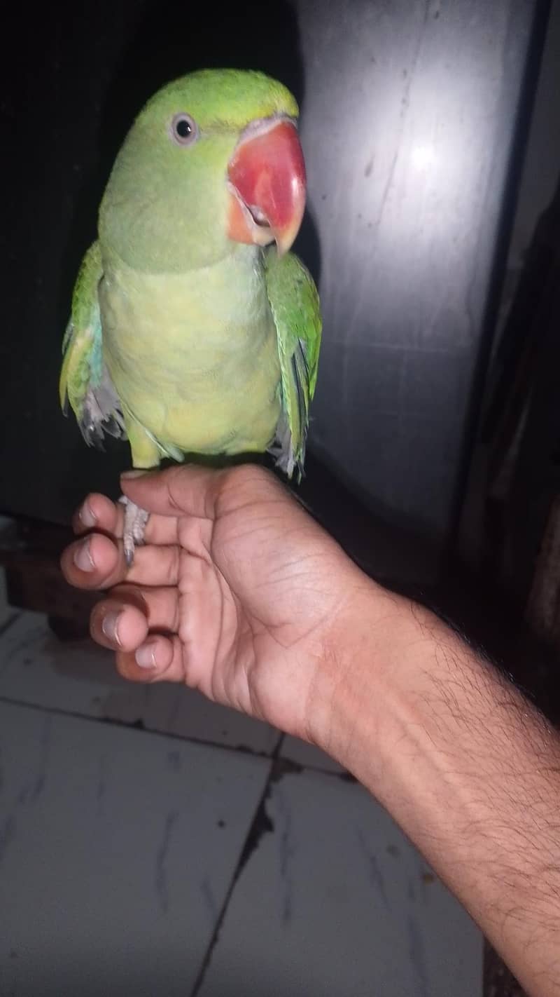 row parrot 2