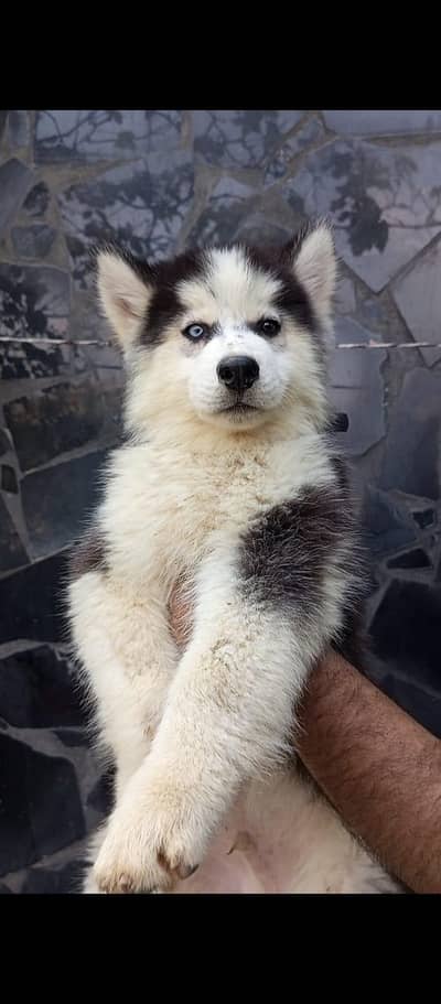 Siberian husky puppy blue eyes pure husky