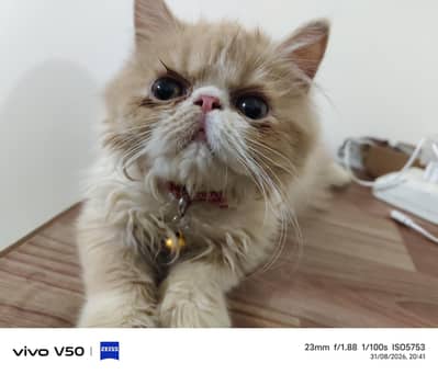 peke fawn white  double shaded female kitten