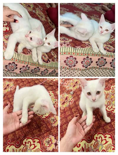White Persian pair with litter-2 months,Shahdara Lahore