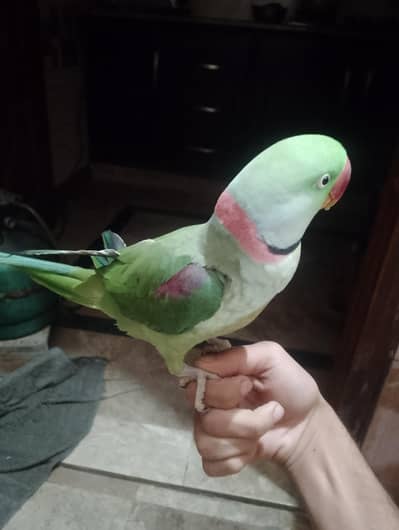 Face to face talking parrot 03288104963