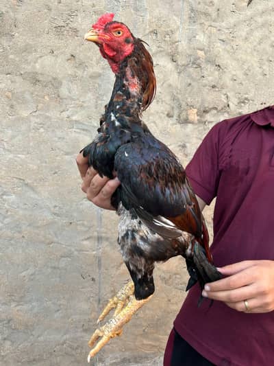Old Fiter Blood Line Lakha Patha