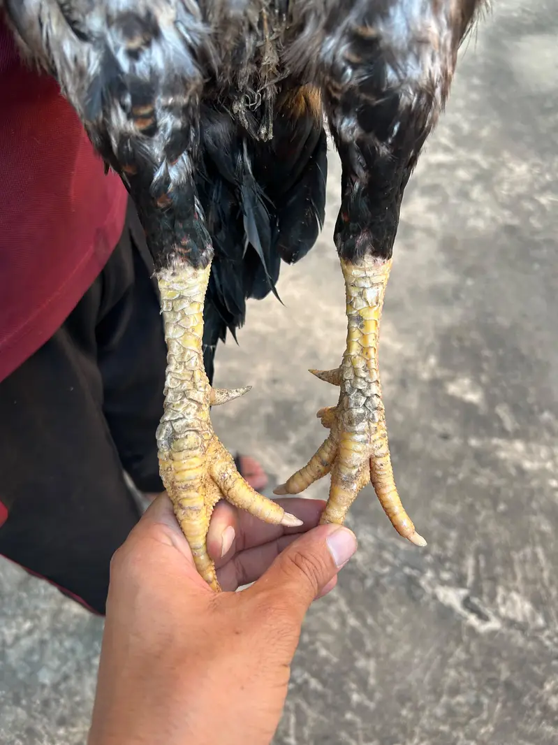Old Fiter Blood Line Lakha Patha — photo 5