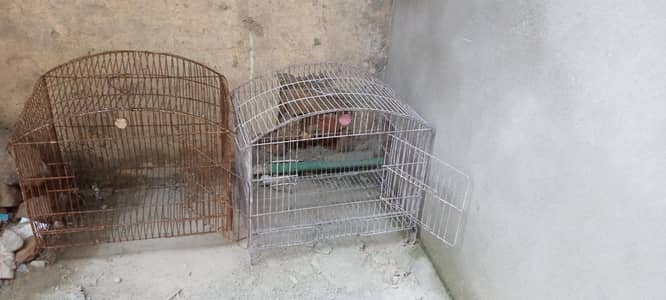 Birds Cages
