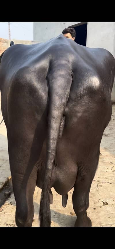 Buffalo sale
