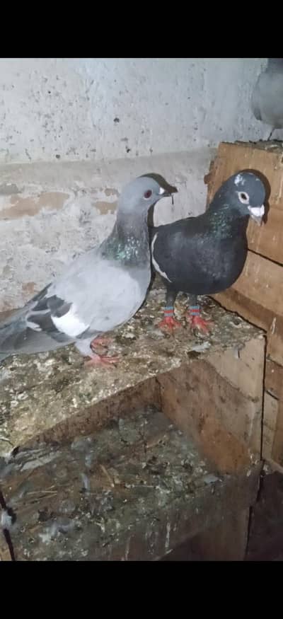 3 pair 2 female