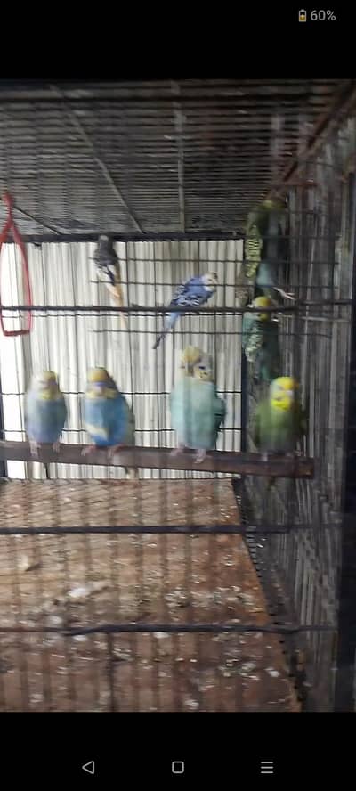 Australian parrot pair available