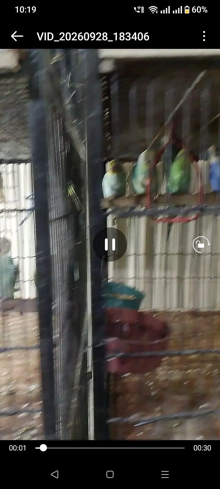 Australian parrot pair available — photo 2