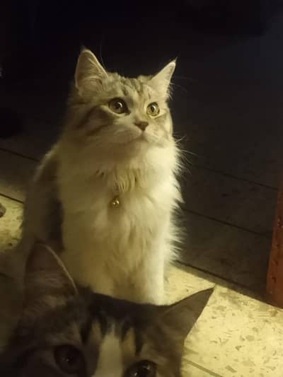maincoon male female for sell