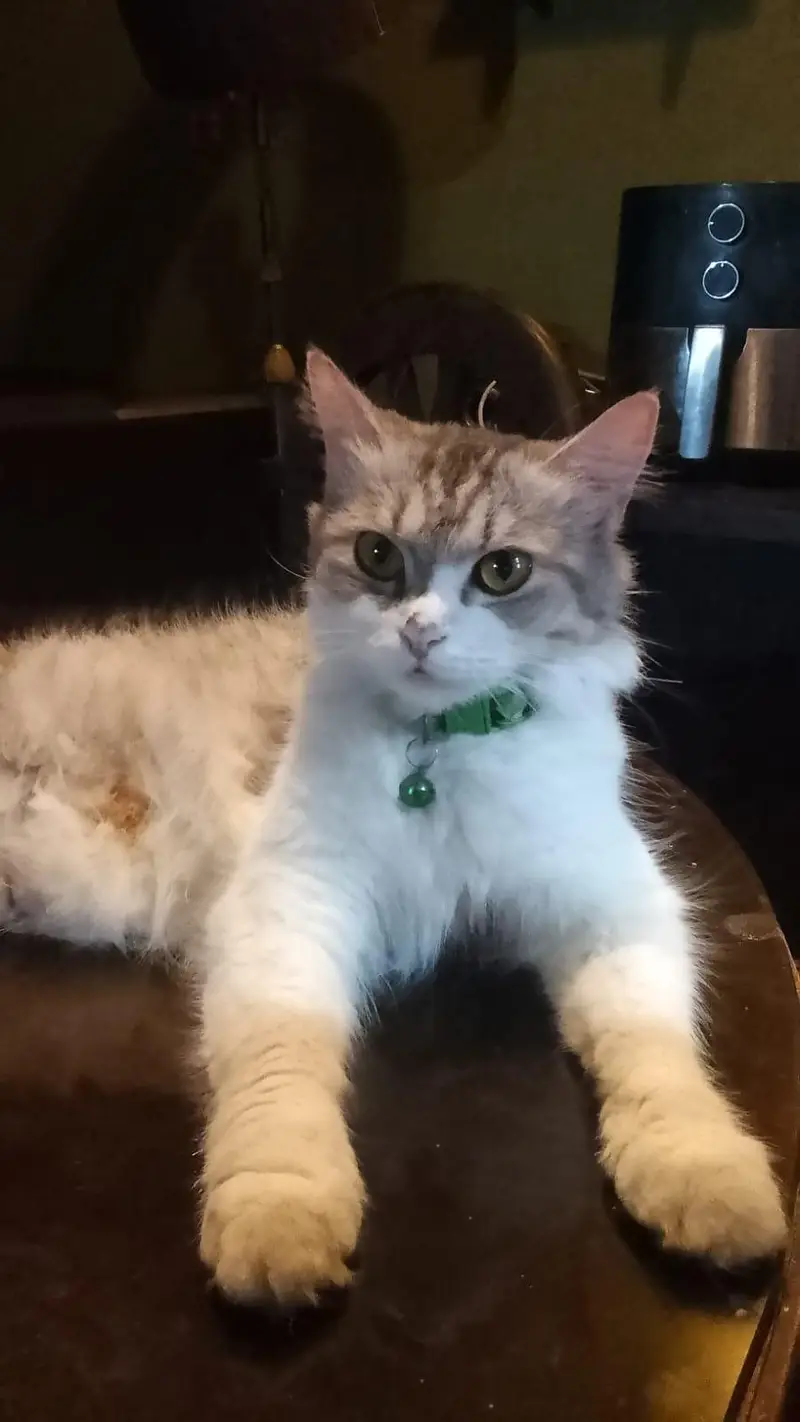 maincoon male female for sell — photo 2