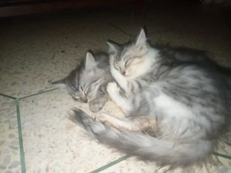 maincoon male female for sell — photo 3