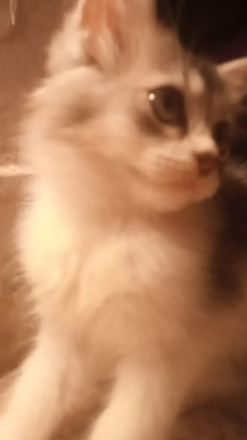 maincoon male female for sell — photo 6