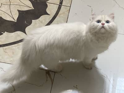 White persian cate
