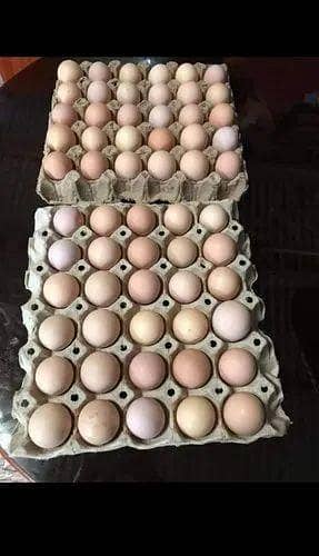 Desi eggs available 0