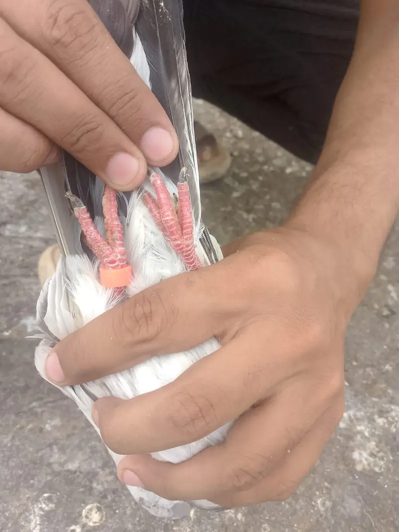 bankay bross ,teedy ,mehar walli madi — photo 2
