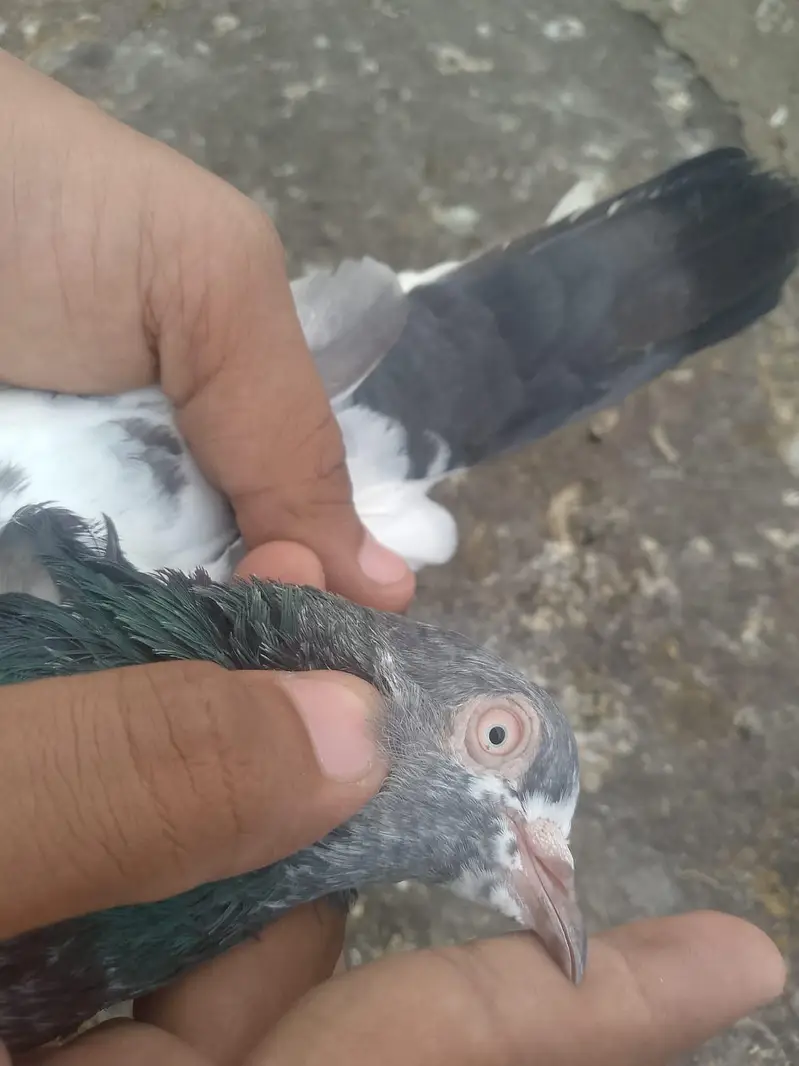 bankay bross ,teedy ,mehar walli madi — photo 3
