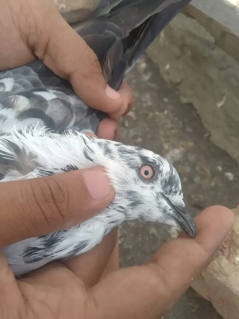 bankay bross ,teedy ,mehar walli madi — photo 8