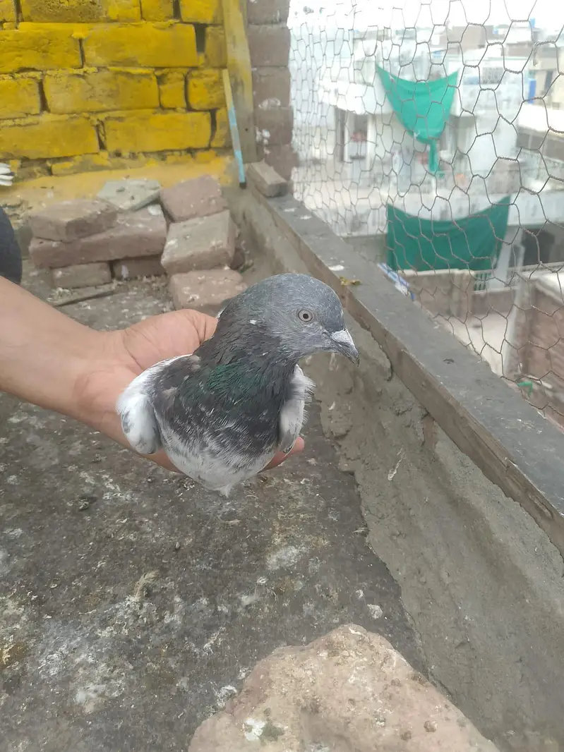 bankay bross ,teedy ,mehar walli madi — photo 9