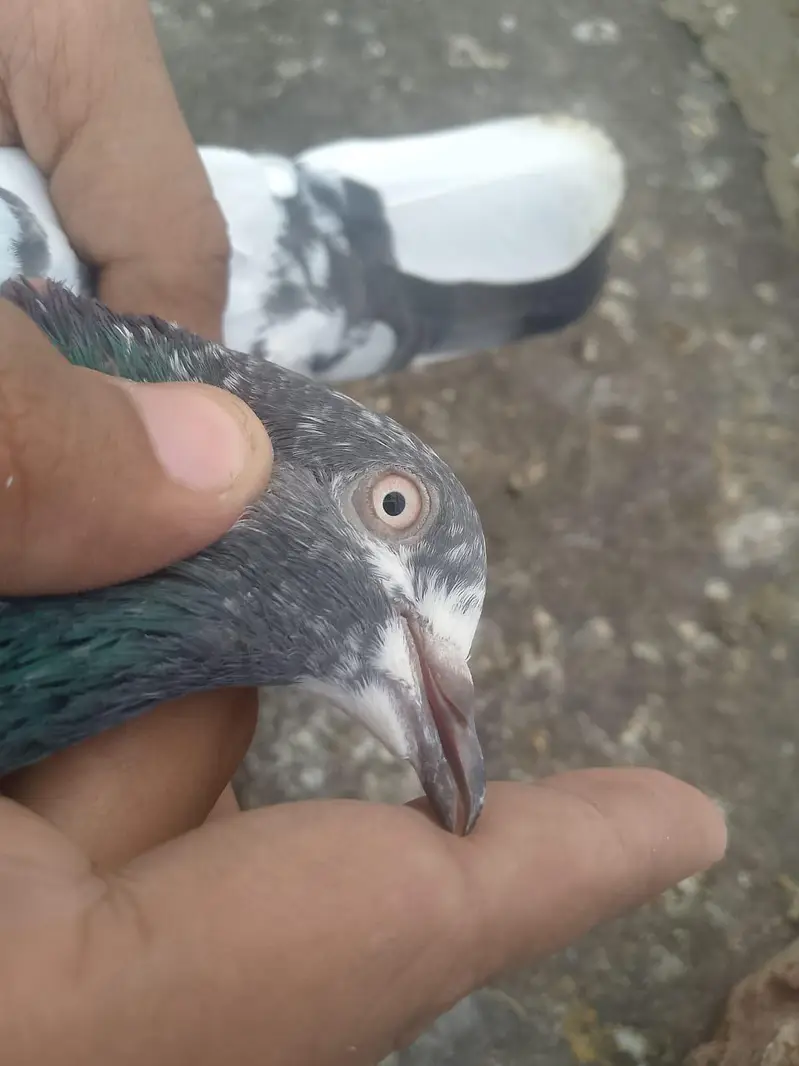 bankay bross ,teedy ,mehar walli madi — photo 10