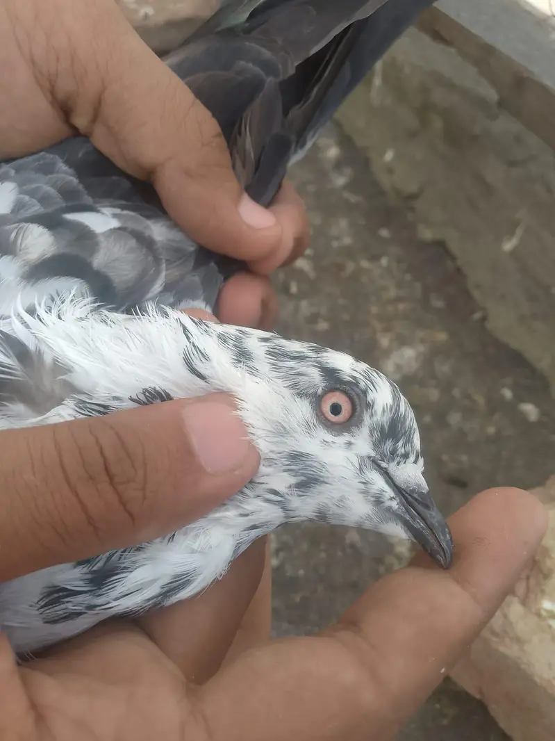 bankay bross ,teedy ,mehar walli madi — photo 11