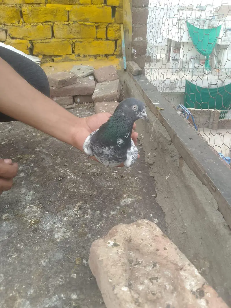 bankay bross ,teedy ,mehar walli madi — photo 12
