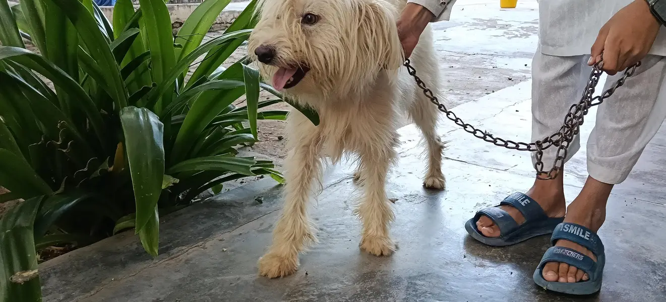 Puppy Dog — photo 2
