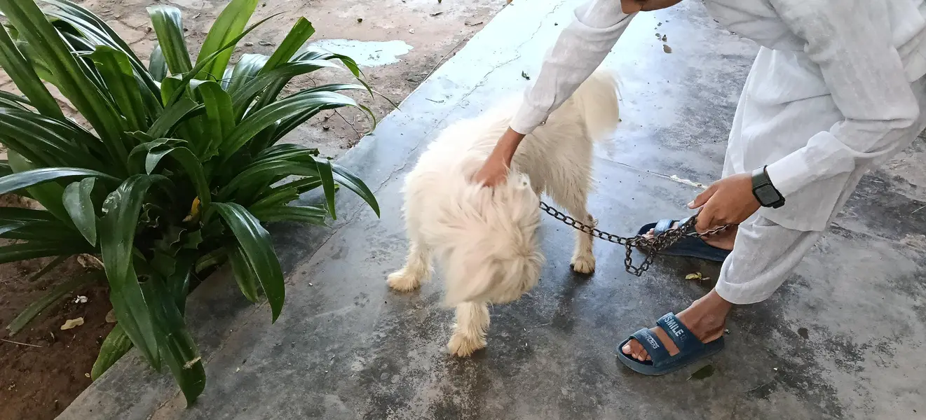 Puppy Dog — photo 3
