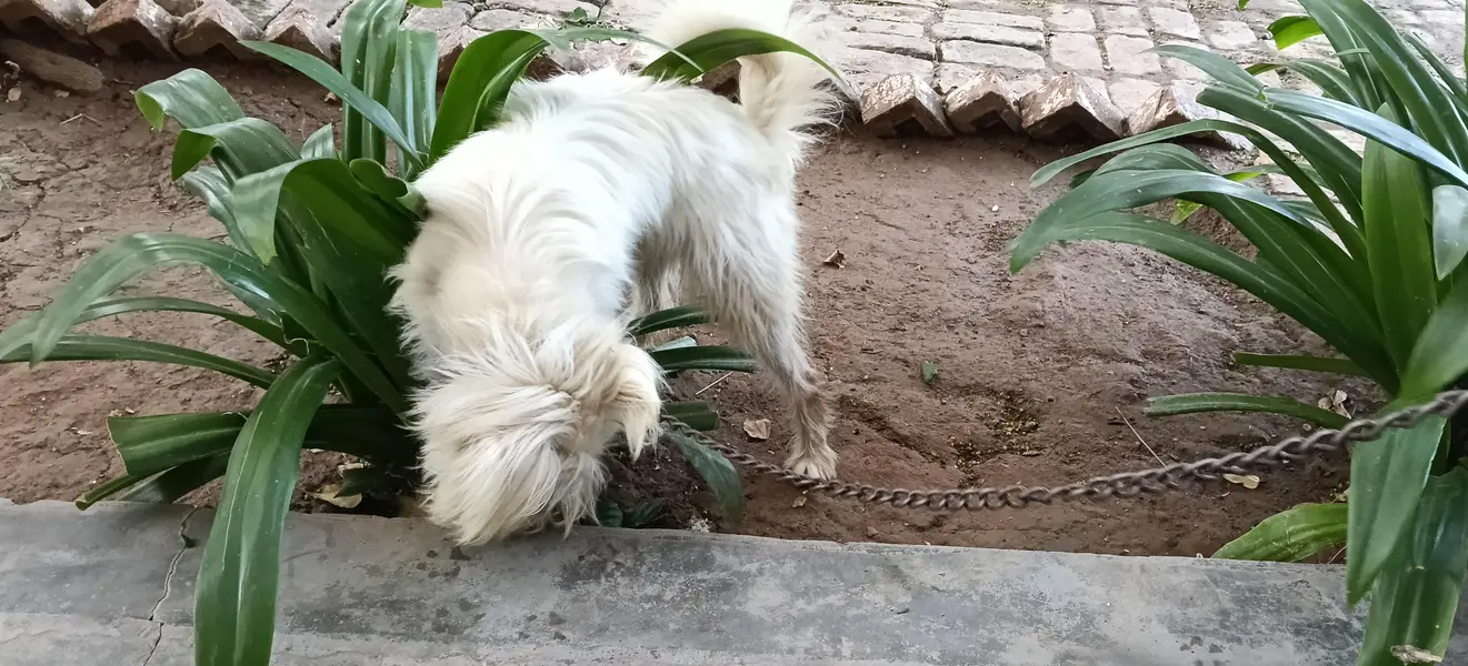Puppy Dog — photo 4