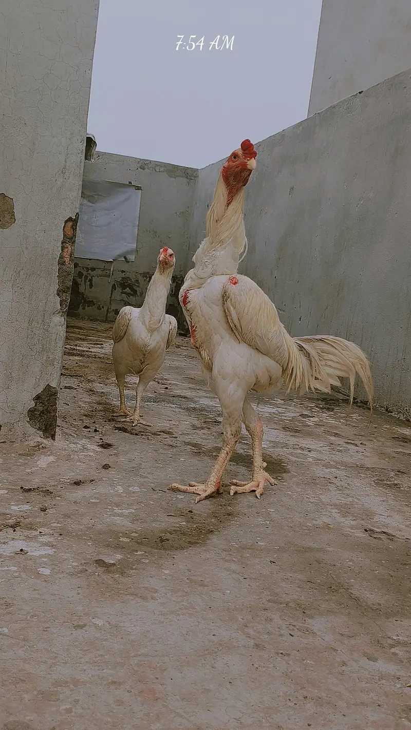Germon oh shamoo — photo 2