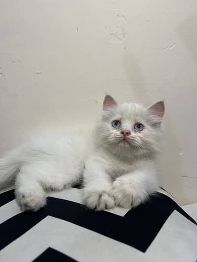 Persian kitten