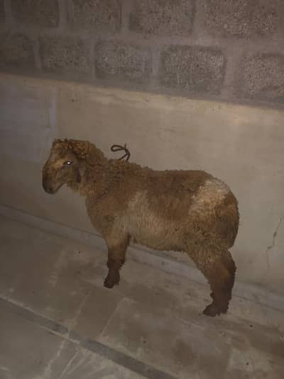 Kharay nasal sheep