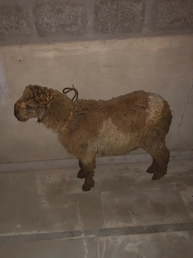 Kharay nasal sheep — photo 2