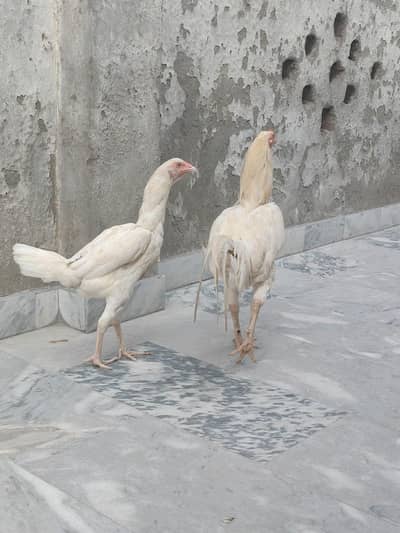 mianwali white pair