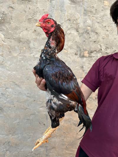 Old Fiter Blood Line Lakha Patha