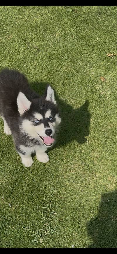 Siberian Husky