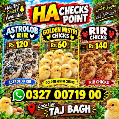 15 day old available 03270071900