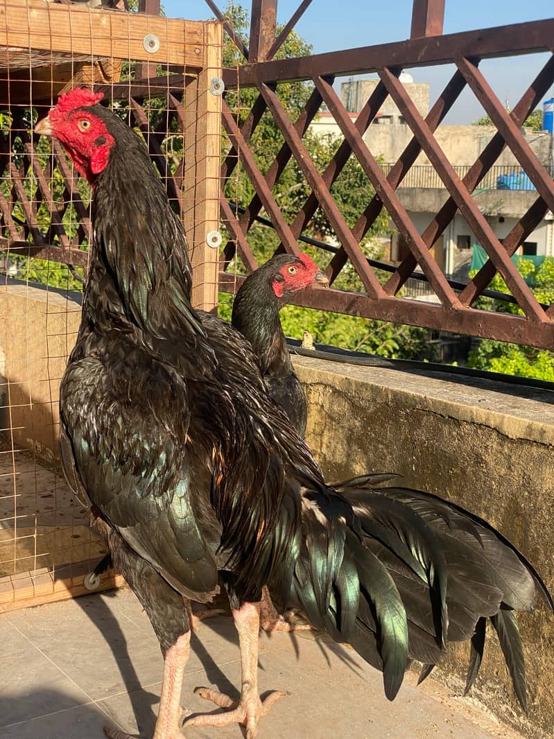 breeder pair 0
