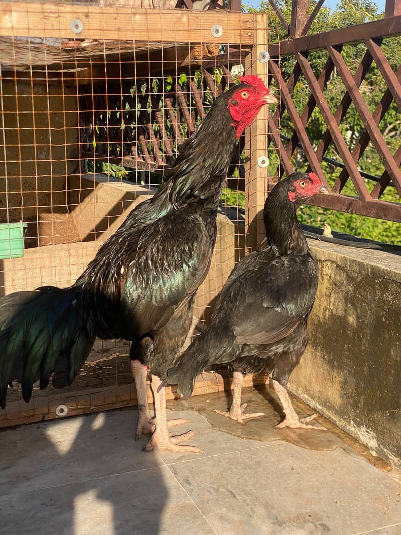 breeder pair 1