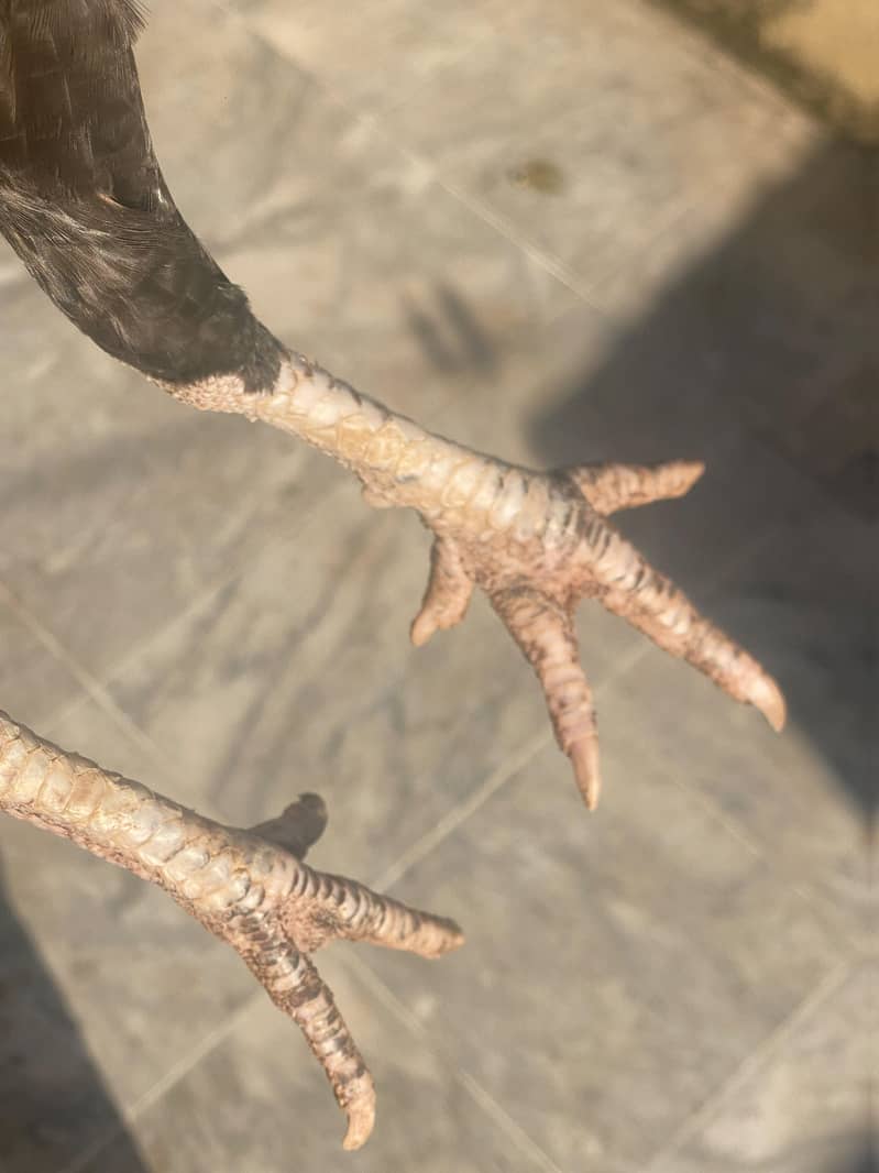 breeder pair 14